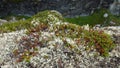 Rocks covered with moss at Fiskhalsgraven canyon, Messingen in Sweden